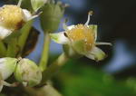 Aralia Sieboldii